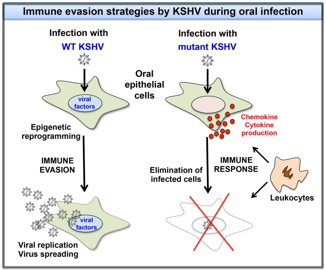 KSHV immune evasion strategies in oral epithelial cells
